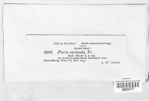 Poria corticola image